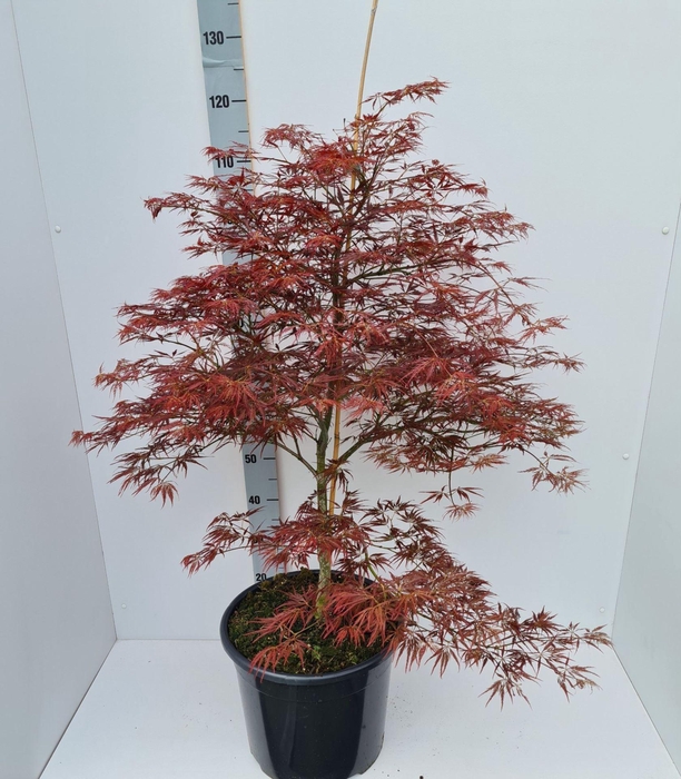 Acer palmatum Ornatum