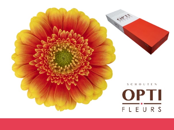 <h4>Germini Ariba  Doos</h4>