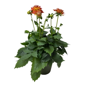 Dahlia Hypnotica Candy Corn