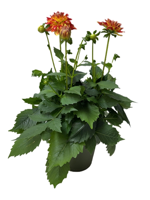 <h4>Dahlia Hypnotica Candy Corn</h4>
