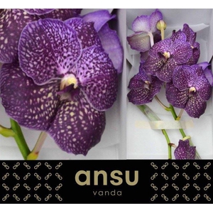 Vanda  'Sunanda Violetta Dark'