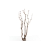 Syringa Branch Super Morago
