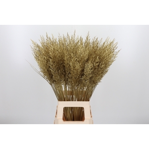 Calamagrostis Kl Bh Goud