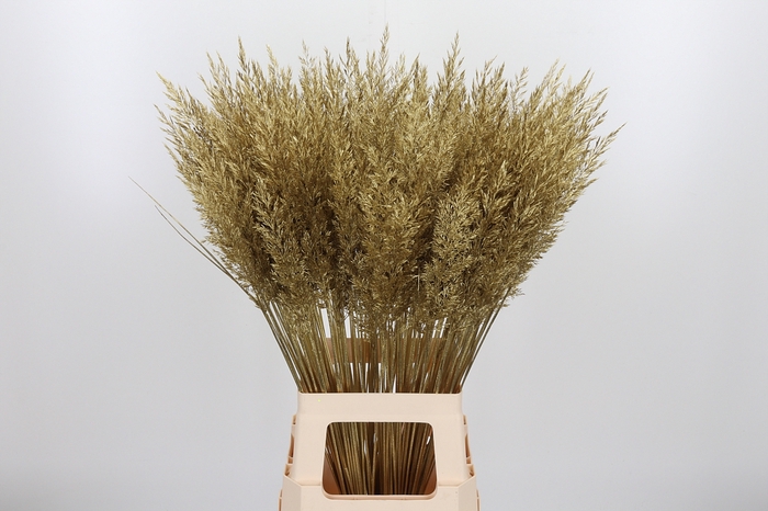 <h4>Calamagrostis Kl Bh Goud</h4>