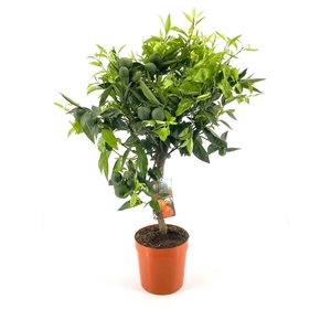 Citrus clementine