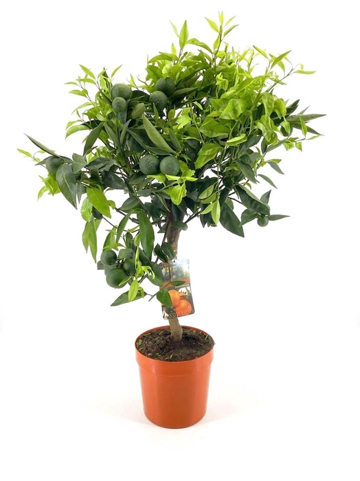 <h4>Citrus clementine</h4>