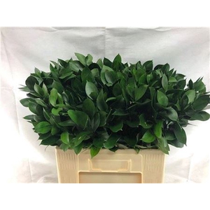 Ruscus Hypophyllum 60 Cm