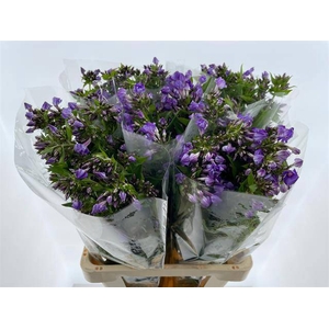 PHLOX P CRISSY