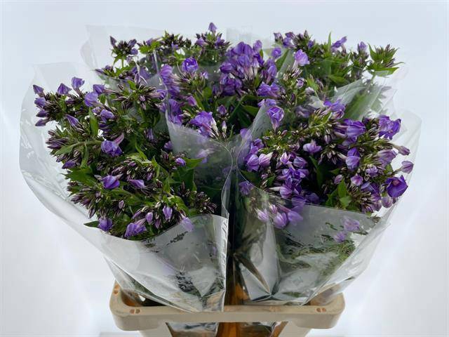 <h4>PHLOX P CRISSY</h4>
