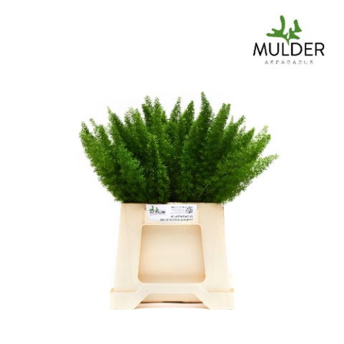 <h4>Asparagus dens. 'Meyers'</h4>