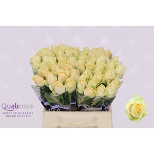 R Gr Magic Avalanche