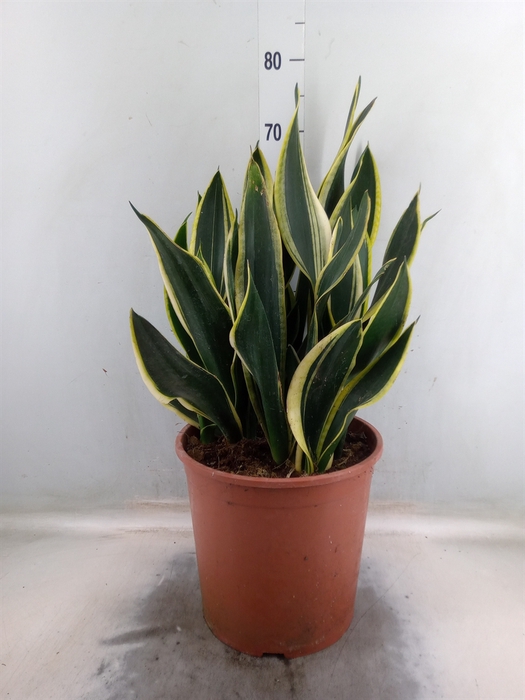 <h4>Sansevieria trifa. 'Black Gold'</h4>