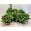 DIANTHUS BARBATUS MIX P14