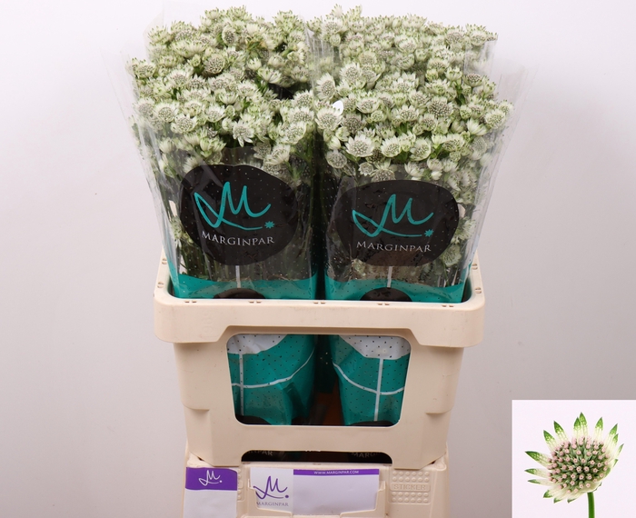 <h4>Astr Billion Stars</h4>