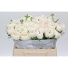 Ranunculus Clooney Hanoi