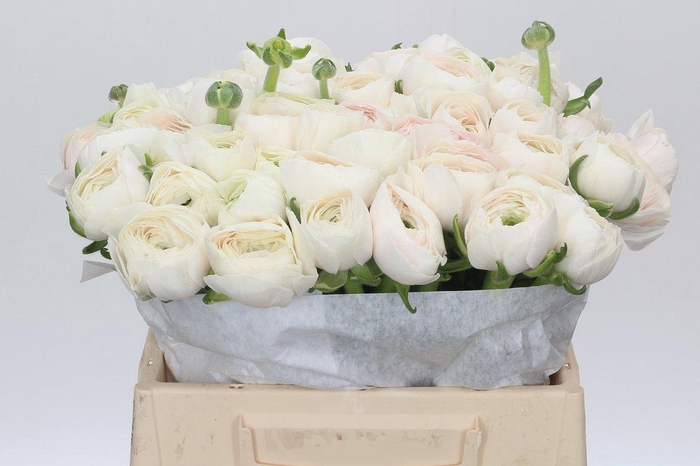 <h4>Ranunculus Clooney Hanoi</h4>