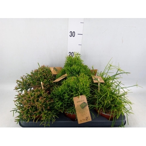 Rhipsalis   ...mix