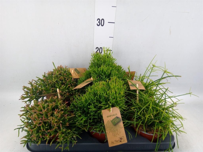 <h4>Rhipsalis   ...mix</h4>