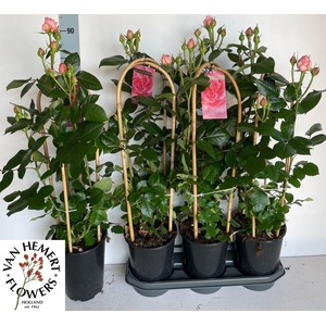 ROSA FL DOLCE SELECT