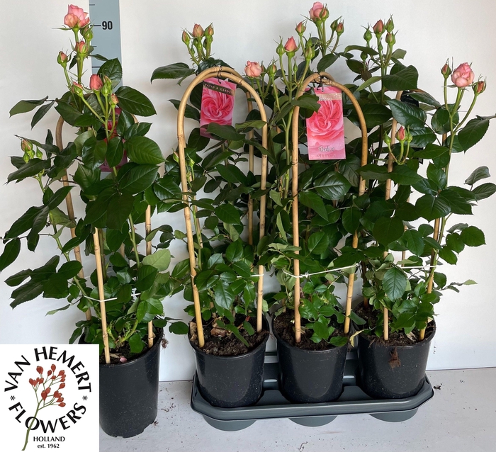 <h4>ROSA FL DOLCE SELECT</h4>