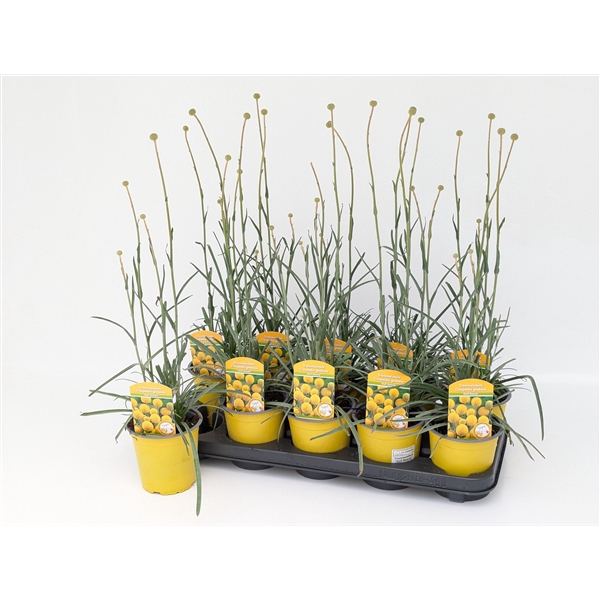 <h4>Craspedia globosa Golf Beauty T13</h4>