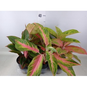 Aglaonema   ...
