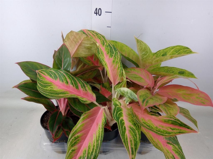 <h4>Aglaonema   ...</h4>