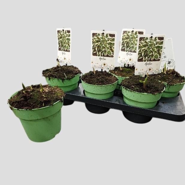 <h4>Host Twilight</h4>