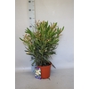Nerium oleander Struik Pink