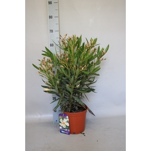 Nerium oleander Struik