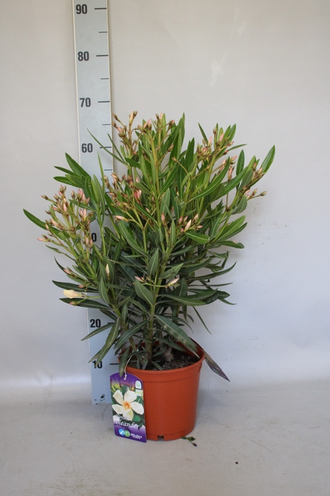 <h4>Nerium oleander Struik</h4>