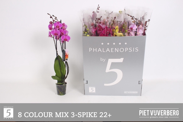 <h4>PHAL GEM 8 KL</h4>