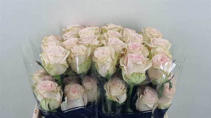 <h4>R Gr Happy Bride Ll</h4>