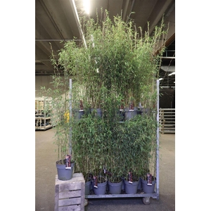 arr8 Farg Jiuzhaigou 1