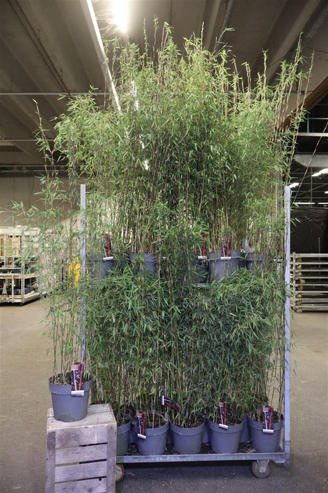 <h4>arr8 Farg Jiuzhaigou 1</h4>