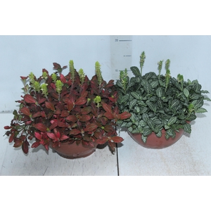 FITONIA FOLHA FINA C21