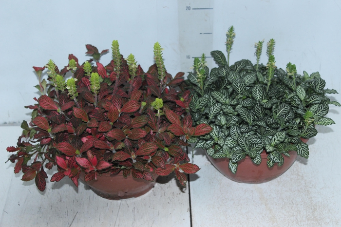 <h4>FITONIA FOLHA FINA C21</h4>