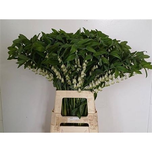 Polygonatum Multiflorum