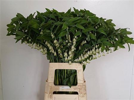 <h4>Polygonatum Multiflorum</h4>