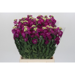 Matthiola Iron Rose