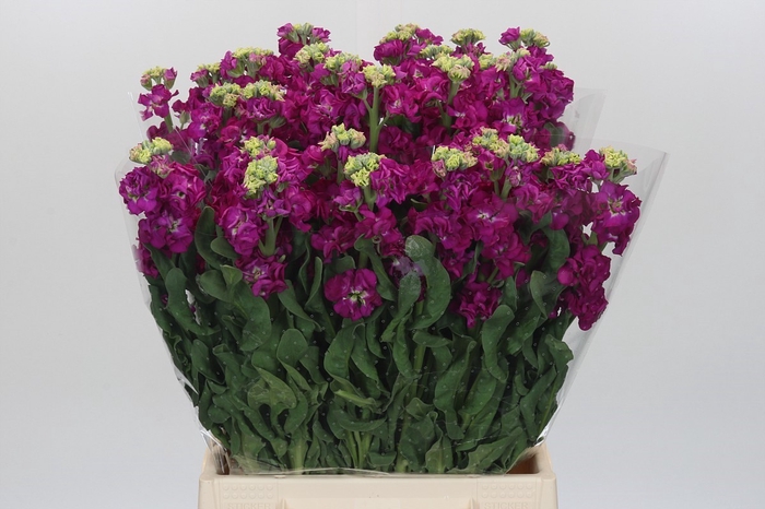 <h4>Matthiola Iron Rose</h4>