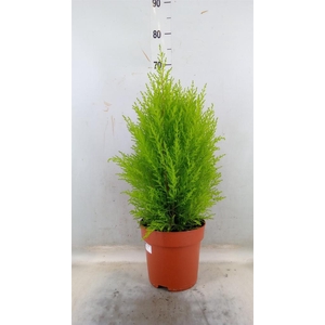 Cupressus macro. 'Goldcrest Wilma'