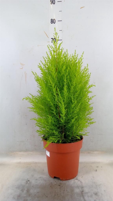 <h4>Cupressus macro. 'Goldcrest Wilma'</h4>