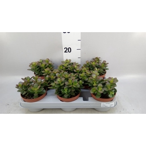 Crassula ovata 'Minor'