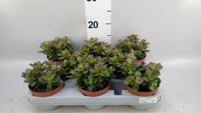 <h4>Crassula ovata 'Minor'</h4>