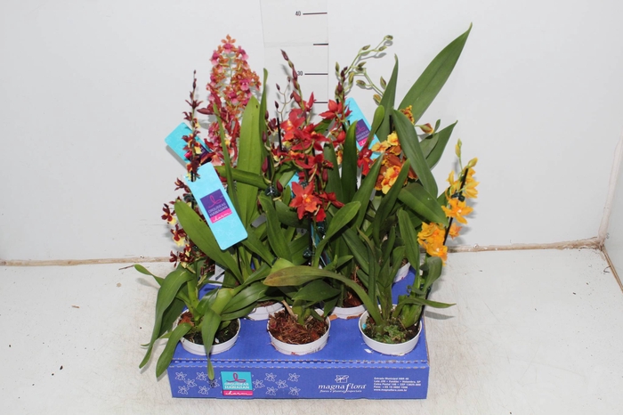 Holambelo - Loja Gran Flora