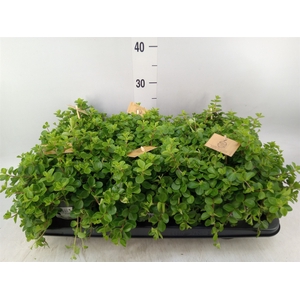 Peperomia rotundifolia
