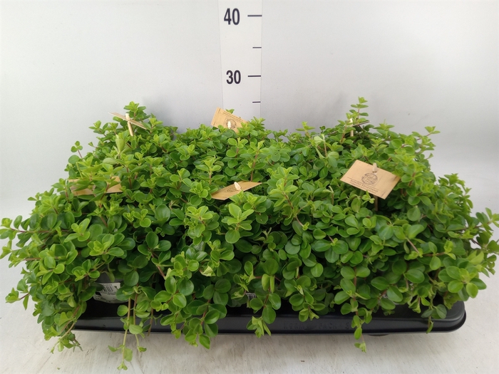<h4>Peperomia rotundifolia</h4>