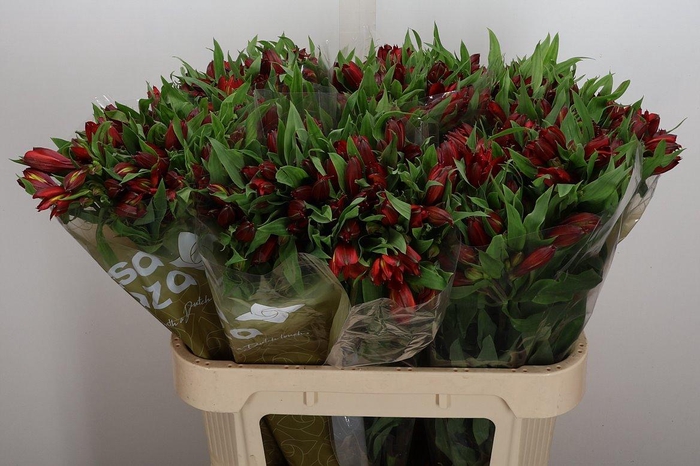 <h4>Alstr Hot Pepper</h4>