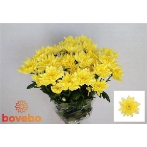 Chr T Baltica Yellow